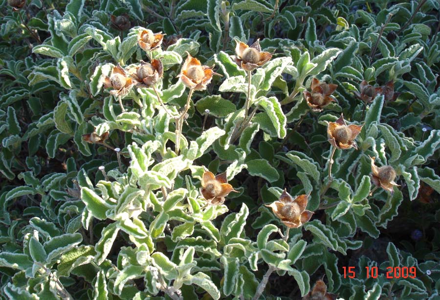 elba 2009 - Cistus creticus (subsp. creticus?)